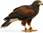 Bird of Prey