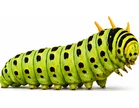 Caterpillars